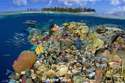 "Magic reef" /  Digital composite portraying marine life ... by Andre Seale 